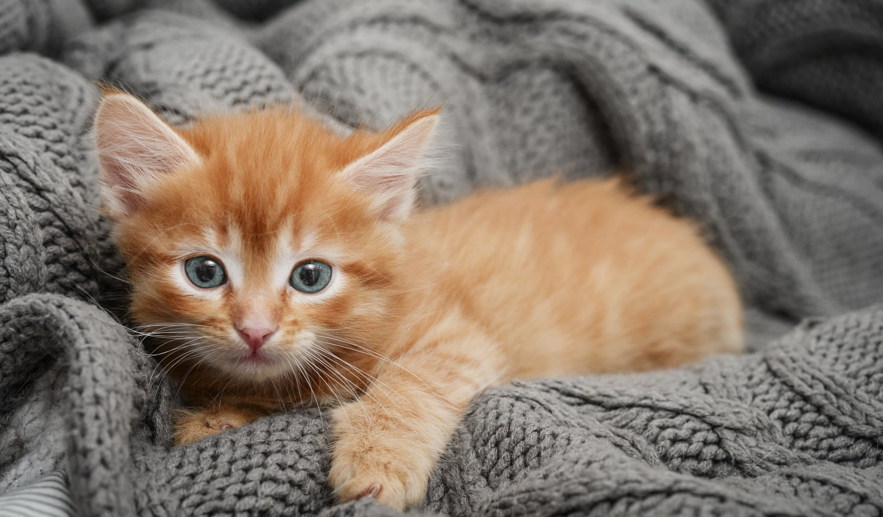 Kattungar vecka för vecka